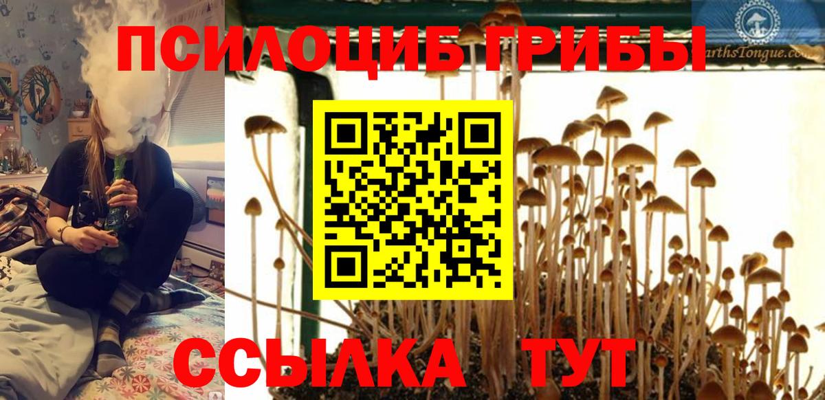 Псилоцибиновые грибы мицелий Кохма